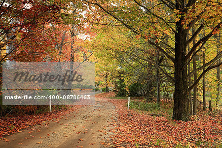 Country road meandering through trees in full Autumn colour of foliage.  Shades of lime green, golden yellow, orange and rusty reds.