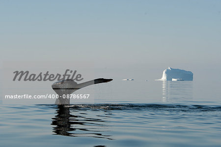 Humpback Whale tail with iceberg on backgrownd