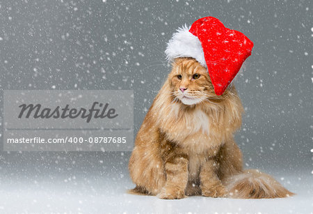Big ginger maine coon cat in christmas santa cap sitting over snow background. Copy space.