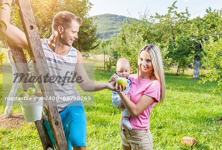 Young beautiful family picking apples from an apple tree