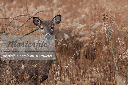 alert deer poses in the middle of a prairie on a cool autumn day, barren trees and fallen leaves make a natural background.