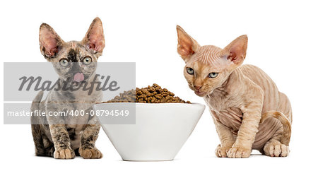 Two Devon rex kittens eating from a white bowl isolated on white