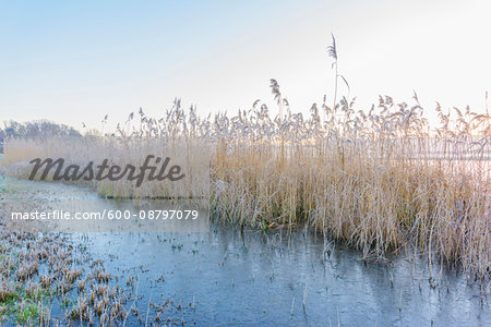 Reeds Covered in Frost in Winter in Hesse, Germany