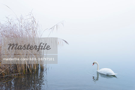 Mute Swan on Lake in Winter, Hesse, Germany