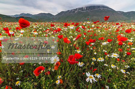 Red poppies and daisies in bloom, Castelluccio di Norcia, Province of Perugia, Umbria, Italy, Europe