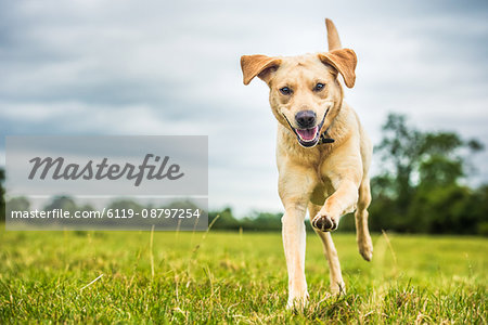 A golden labrador dog, Oxfordshire, England, United Kingdom, Europe