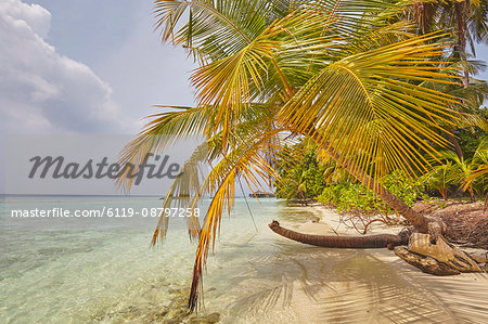 Coconut palm hanging over the beach, Kuramathi Island, Rasdhoo atoll, Ari atoll, Maldives, Indian Ocean, Asia