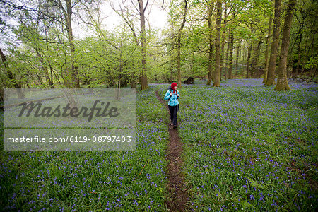 A woman walks through a forest surrounded by bluebells near Grasmere, Lake District, Cumbria, England, United Kingdom, Europe