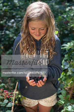 A little girl forages for blackberries in Cornwall, England, United Kingdom, Europe