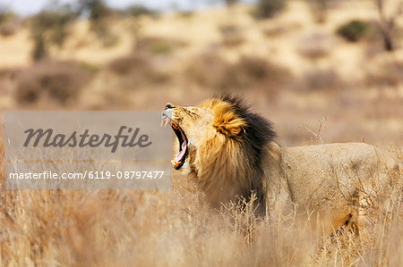 Roaring lion (Panthera leo), Kgalagadi Transfrontier Park, Kalahari, Northern Cape, South Africa, Africa