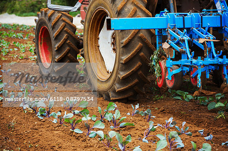 Tractor pulling a cultivator over a field with rows of small plants.