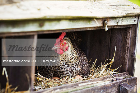 A speckled black and white hen sitting in a nestbox.