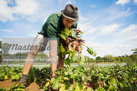 A man working in the field, pulling glossy red beetroots up.