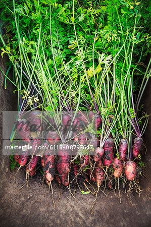 A bunch of freshly pulled carrots with mud on the vegetables.