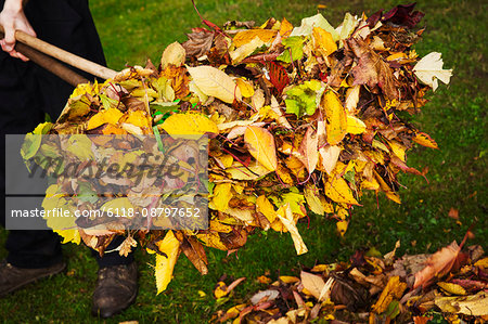 A rake and fallen autumn leaves