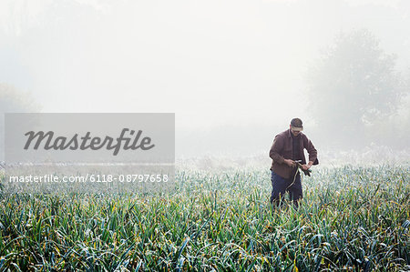 A man lifting and trimming organic leeks in a field, mist rising from the ground.