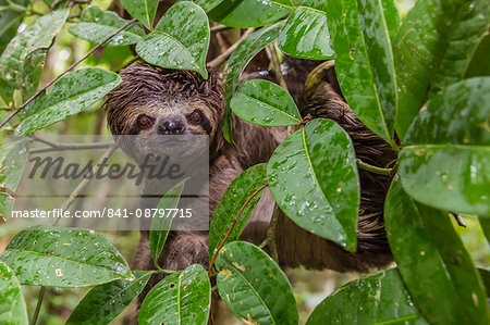 A wild brown-throated sloth (Bradypus variegatus), Landing Casual, Upper Amazon River Basin, Loreto, Peru, South America