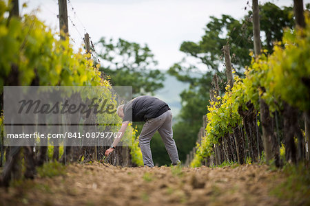 Inspecting budding grapes in a vineyard in Sussex, England, United Kingdom, Europe