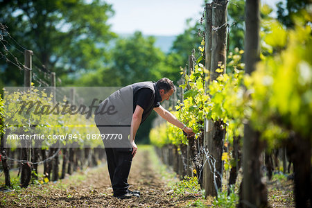 Inspecting budding grapes in a vineyard in Sussex, England, United Kingdom, Europe