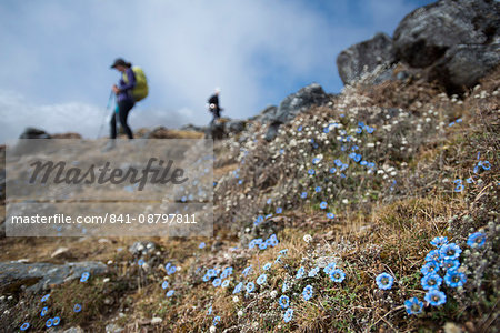 Trekking down towards Ghopte from the Laurebina La in the Langtang trekking region, Himalayas, Nepal, Asia