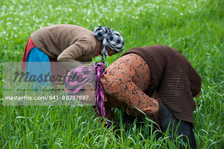 Women clear away weeds from among the wheat, Ladakh, India, Asia