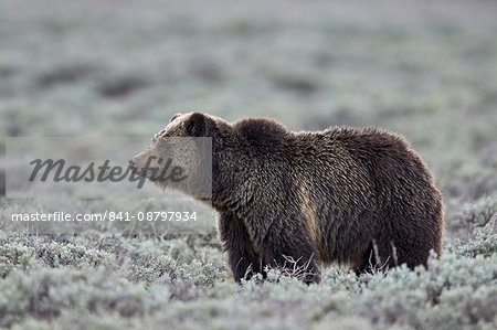 Grizzly Bear (Ursus arctos horribilis), Yellowstone National Park, Wyoming, United States of America, North America Grizzly Bear (Ursus arctos horribilis), Yellowstone National Park, Wyoming, United States of America, North America