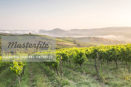 Vineyards near to Orveito, Umbria, Italy, Europe