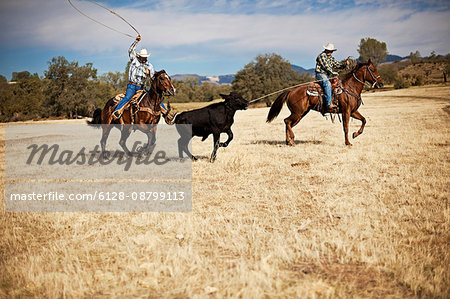 Two ranchers lassoing a runaway cow