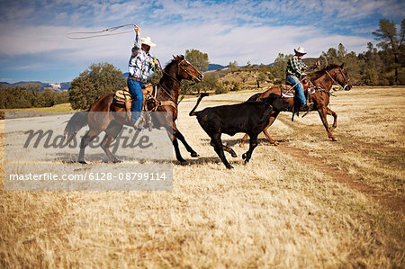 Two ranchers lassoing a runaway cow