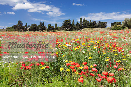 Meadow with wildflowers, near Otranto, Lecce province, Salentine Peninsula, Puglia, Italy, Europe