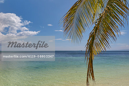 Coconut palm fronds hang down over the shore along the beach at San Juan, Siquijor, Philippines, Southeast Asia, Asia