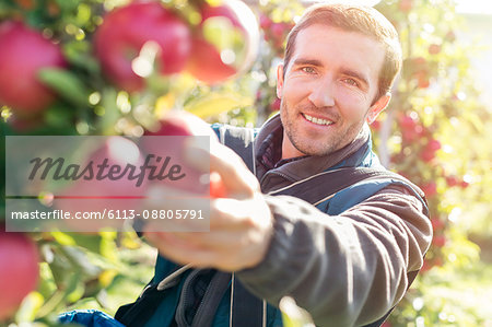 Portrait smiling male farmer harvesting ripe red apples in sunny orchard