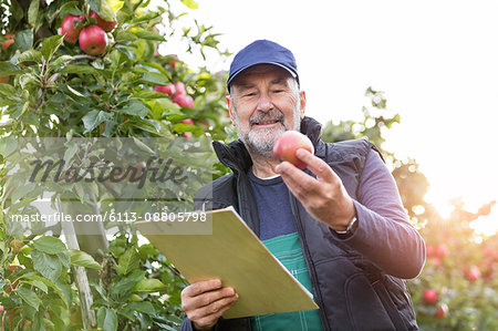 Male farmer with clipboard inspecting apples in orchard