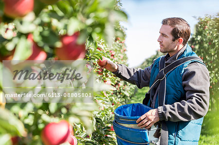 Male farmer harvesting apples in sunny orchard