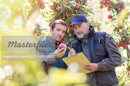 Male farmers with clipboard examining red apple in orchard