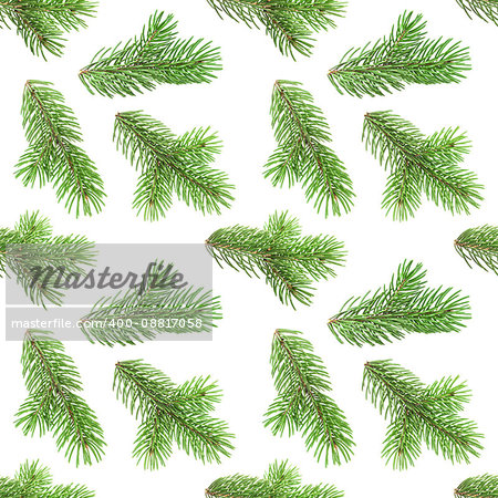 Seamless pattern of fir tree branches isolated on white background, with clipping path