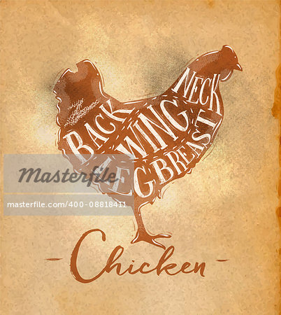 Poster chicken cutting scheme lettering neck, back, wing, breast, leg in retro style drawing on craft paper background