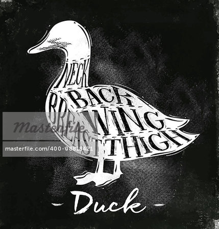 Poster duck cutting scheme lettering neck, back, wing, breast, thigh in vintage style drawing with chalk on chalkboard background