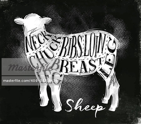 Poster sheep lamb cutting scheme lettering neck, chuck, ribs, breast, loin, leg in vintage style drawing with chalk on chalkboard background