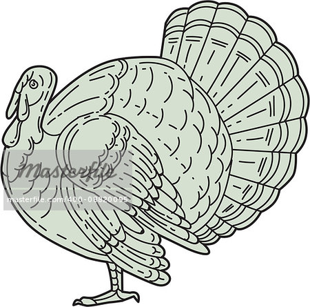 Mono line style illustration of a wild turkey viewed from the side set on isolated white background.