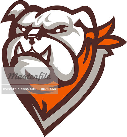 Illustration of an angry bulldog head wearing neckerchief set on isolated white background done in retro style.