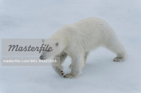 Polar bear cub (Ursus maritimus) walking on a melting ice floe, Spitsbergen Island, Svalbard archipelago, Arctic, Norway, Scandinavia, Europe