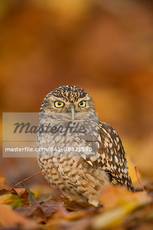 Burrowing owl (Athene cunicularia), among autumn foliage, United Kingdom, Europe