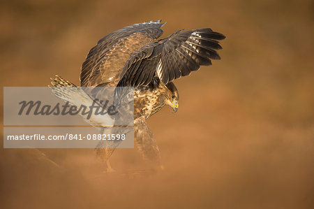 Common buzzard (Buteo buteo), flapping wings on the ground, United Kingdom, Europe