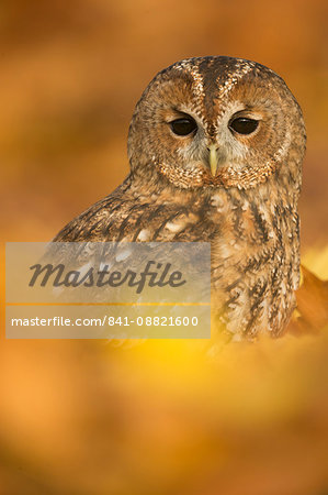 Tawny owl (Strix aluco), among autumn foliage, United Kingdom, Europe