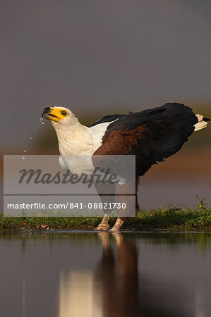 African fish eagle (Haliaeetus vocifer) drinking, Zimanga private game reserve, KwaZulu-Natal, South Africa, Africa