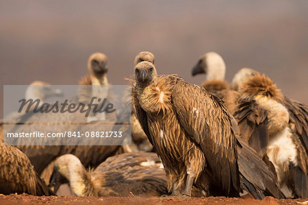 Whitebacked vultures (Gyps africanus), Zimanga private game reserve, KwaZulu-Natal, South Africa, Africa Whitebacked vultures (Gyps africanus), Zimanga private game reserve, KwaZulu-Natal, South Africa, Africa