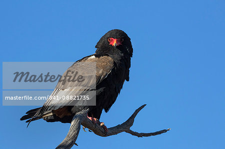 Bateleur (Terathopious ecaudatus) female, Kgalagadi Transfrontier Park, South Africa, Africa Bateleur (Terathopious ecaudatus) female, Kgalagadi Transfrontier Park, South Africa, Africa