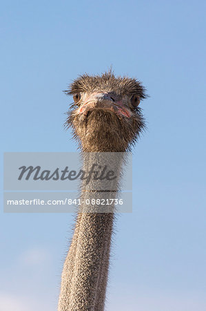 Ostrich (Struthio camelus), Kgalagadi Transfrontier Park, South Africa, Africa