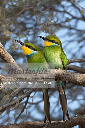 Swallowtailed bee-eater (Merops hirundineus), Kgalagadi Transfrontier Park, South Africa, Africa